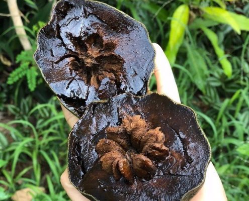 tuplu cikolata meyvesi black sapote agaci fidani20 40 cm kcm55678076 1 f9246644884449748c3110ea504af733