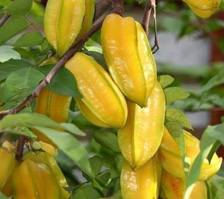 yldz meyvesi carambola 60 80 cm saksda 450x600 4193232