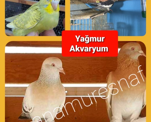 YAĞMUR AKVARYUM 3 1